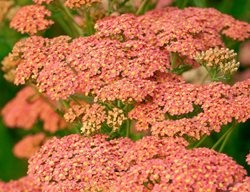 Peachy Seduction, Yarrow Flower
Shutterstock.com
New York, NY