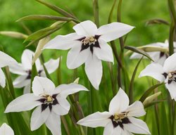 Peacock Lily
Longfield Gardens

