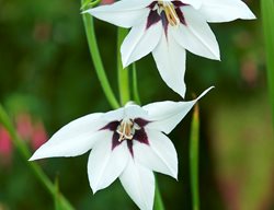 Peacock Orchid, Acidanthera Bicolor
Garden Design
Calimesa, CA