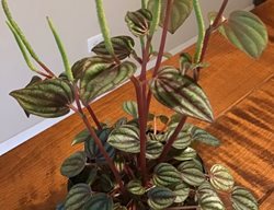 Peacock Peperomia, Peperomia 'piccolo Banda'
Garden Design
Calimesa, CA