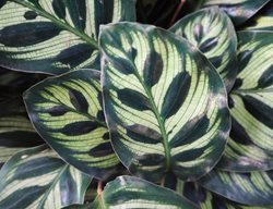 Peacock Plant, Calathea Makoyana
Shutterstock.com
New York, NY