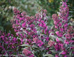 Pearl Glam Beautyberry, Callicarpa Pearl Glam
Proven Winners
Sycamore, IL