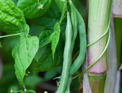 Peas Growing On Corn Stalk, Peas And Corn
Shutterstock.com
New York, NY