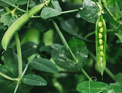 Peas, Growing Peas, Vine
Shutterstock.com
New York, NY