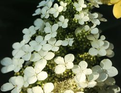 Pee Wee Hydrangea, Small Hydrangea, Oakleaf
Spring Meadow Nursery
Grand Haven, MI