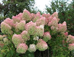 Peegee Hydrangea, Hydrangea Paniculata 'grandiflora'
Shutterstock.com
New York, NY