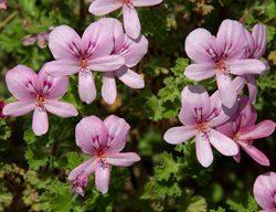 Pelargonium Crispum, Lemon-Scented, Pink Flower, Geranium
Alamy Stock Photo
Brooklyn, NY