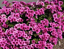 Pelargonium Domesticum, Regal Geranium, Martha Washington, Pink Flower
Millette Photomedia
