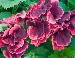 Pelargonium Domesticum, Regal Geranium, Rimfire
Alamy Stock Photo
Brooklyn, NY