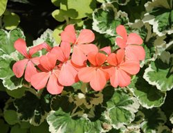 Pelargonium, Frank Headley, Variegated Zonal Geranium
Alamy Stock Photo
Brooklyn, NY