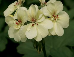 Pelargonium Hortorum, White Flower
Millette Photomedia
