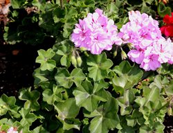 Pelargonium Peltatum, Ivy Geranium, Royal Lavender
Shutterstock.com
New York, NY