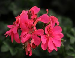 Pelargonium Peltatum, Pink And White Flower, Ivy Geranium
Shutterstock.com
New York, NY