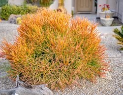 Pencil Cactus, Firestick Plant
Shutterstock.com
New York, NY