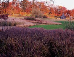 Pennisetum, Swale, Textural Garden, Rain Garden
Garden Design
Calimesa, CA