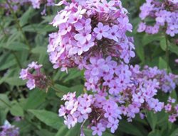 Pennsylvania Horticultural Society Gold Medal Plant
Garden Design
Calimesa, CA