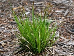 Pennsylvania Sedge, Carex Pennsylvanica
Shutterstock.com
New York, NY