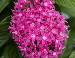Pentas Butterfly Deep Pink, Pentas Lanceolata
Millette Photomedia
