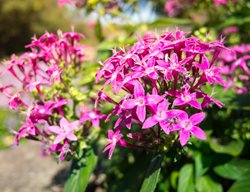 Pentas Lucky Star Pink, Pink Pentas Flowers
Shutterstock.com
New York, NY