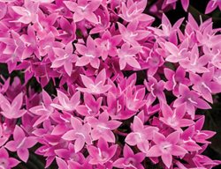 Pentas Sunstar Lavender, Pentas Lanceolata
Proven Winners
Sycamore, IL
