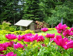 Peonies, Garden Shed 
Garden Design
Calimesa, CA