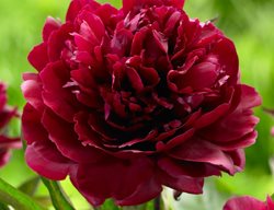 Peony Black Beauty
Longfield Gardens
