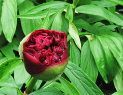 Peony, Deer Resistant Flower
Pixabay

