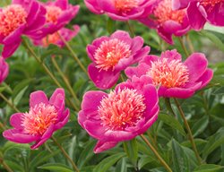 Peony 'leslie Peck', Pink Peony Flower
Garden Design
Calimesa, CA