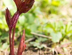 Peony Shoots, Spring
123RF
Chicago, IL