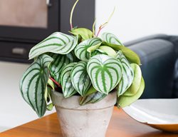 Peperomia Argyreia, Striped Houseplant
Floradania
