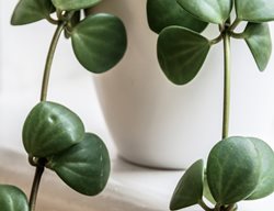Peperomia Hope, Peperomia Rotundifolia
Shutterstock.com
New York, NY