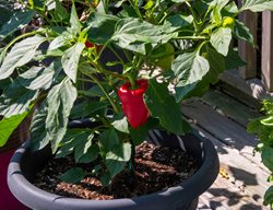 Pepper Plant In Pot
Shutterstock.com
New York, NY
