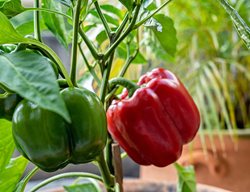 Pepper Plants
Shutterstock.com
New York, NY