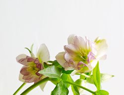 Peppermint Ice
Garden Design
Calimesa, CA