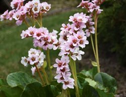 Peppermint Patty Bergenia, Bergenia Hybrid
Proven Winners
Sycamore, IL