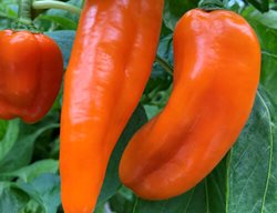 Pepperpots Sugar Kick Peppers, Orange Sweet Pepper
Proven Winners
Sycamore, IL