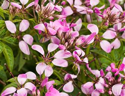 Pequena Rosalita Cleome, Clemoe Hybrid
Proven Winners
Sycamore, IL