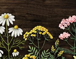 Perennial Extravaganza, Linden Hill Gardens
Garden Design
Calimesa, CA