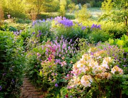 Perennial Garden, Perennial Design
MyGardenSchool
London, UK