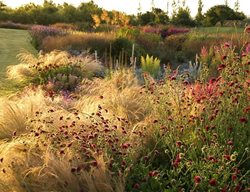 Perennial Gardening, Perennial Plants
MyGardenSchool
London, UK