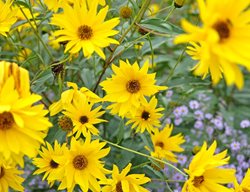 Perennial Sunflower, Helianthus
Shutterstock.com
New York, NY