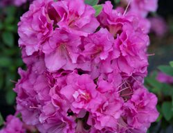 Perfect Mundo Double Purple Reblooming Azalea, Purple Azalea
Proven Winners
Sycamore, IL