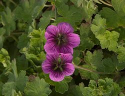 Perfect Storm Hardy Geranium
Proven Winners
Sycamore, IL