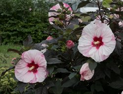 Perfect Storm Hibiscus, White And Pink Hibiscus
Proven Winners
Sycamore, IL