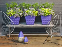 Perfectly Peri
Garden Design
Calimesa, CA