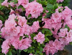 Perfecto Mundo Double Pink Azalea, Reblooming Azalea, Pink Flower
Proven Winners
Sycamore, IL
