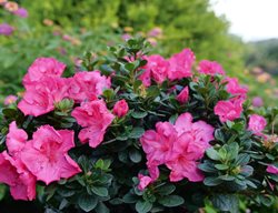 Perfecto Mundo Epic Pink Azalea, Reblooming Azalea
Proven Winners
Sycamore, IL