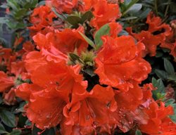 Perfecto Mundo Orange Azalea, Orange Azalea Flowers
Proven Winners
Sycamore, IL