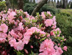 Perfecto Mundo Pink Carpet Azalea, Dwarf Azalea
Proven Winners
Sycamore, IL