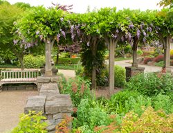 Pergola With Wisteria, Vine Growing On Pergola
Garden Design
Calimesa, CA